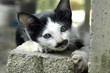 The resting cat 8