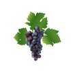 grape vector illustration grape vector illustration
