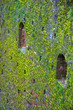 Old mossy brick wall Old mossy brick wall