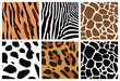 vector animal skin textures