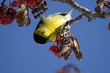 carduelis tristis