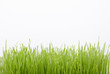 grass with drops