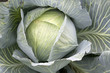 Weißkraut - Weißkohl