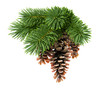 Fir tree with pine-cone
