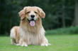 Hund 2