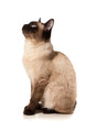 Siamese cat