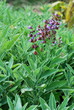 Photo en ligne au meilleur prix Sage bush