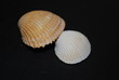 coquillage