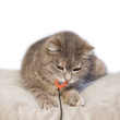 Spielende getigerte Katze