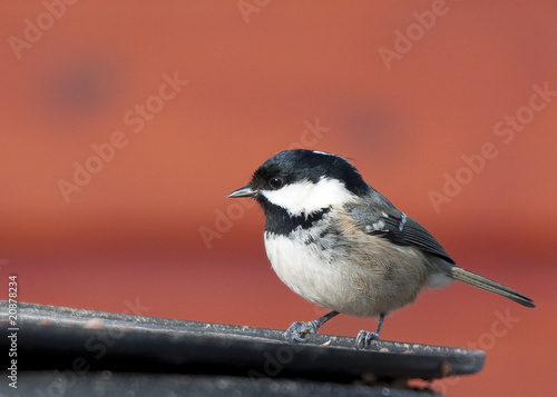 Photo: Small bird Small bird