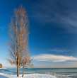 Winter landscape on the beach with tree and cloudy blue sky