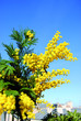 Mimosa, 2010