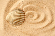 shell