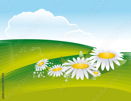 Paysage  ciel bleu, collines vertes et marguerites