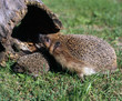 Igel_115664
