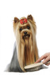yorkshire terrier en train de se faire brosser