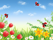 Spring garden with daisies, narcissuses and tulips