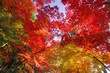 紅葉