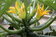 Zucchiniblüte