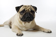 mops mops