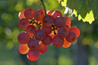Rote Weintraube