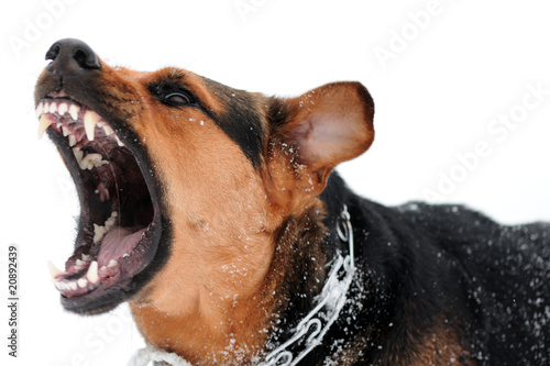 Photo: angry dog with bared teeth angry dog with bared teeth