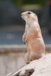 Erdhörnchen