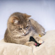 Katze vor blauem Hintergrund Katze vor blauem Hintergrund