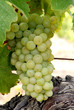 Grappe de Chenin