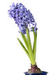 Hyacinth isolated