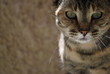 Chat