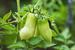 Pomodori nell'orto 01 03 10