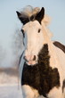 Irish Tinker, Portrait Irish Tinker, Portrait