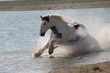 IIrish Tinker galoppiert durchs Wasser IIrish Tinker galoppiert durchs Wasser
