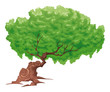 Tree, vector isolated object.