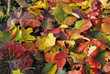 herbstlich