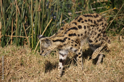Serval