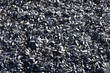 moules de Boucheaux de la Baie du mont Saint Michel
