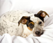 Sweet Jack Russell
