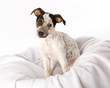 Jack Russell alert