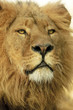 Portraitdetail des Löwenmannes