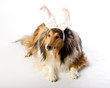 Easter Collie