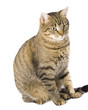 Cat Sitting
