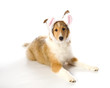 Easter Sheltie