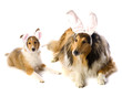Easter Dogs