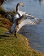 au bord de l'eau