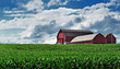 Corn Farm Corn Farm