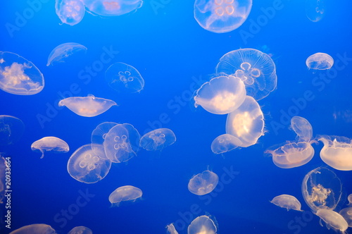 Photo: Quallen Lellyfish Quallen Lellyfish