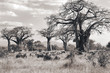 African Safari