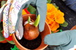 Tulpenzwiebel